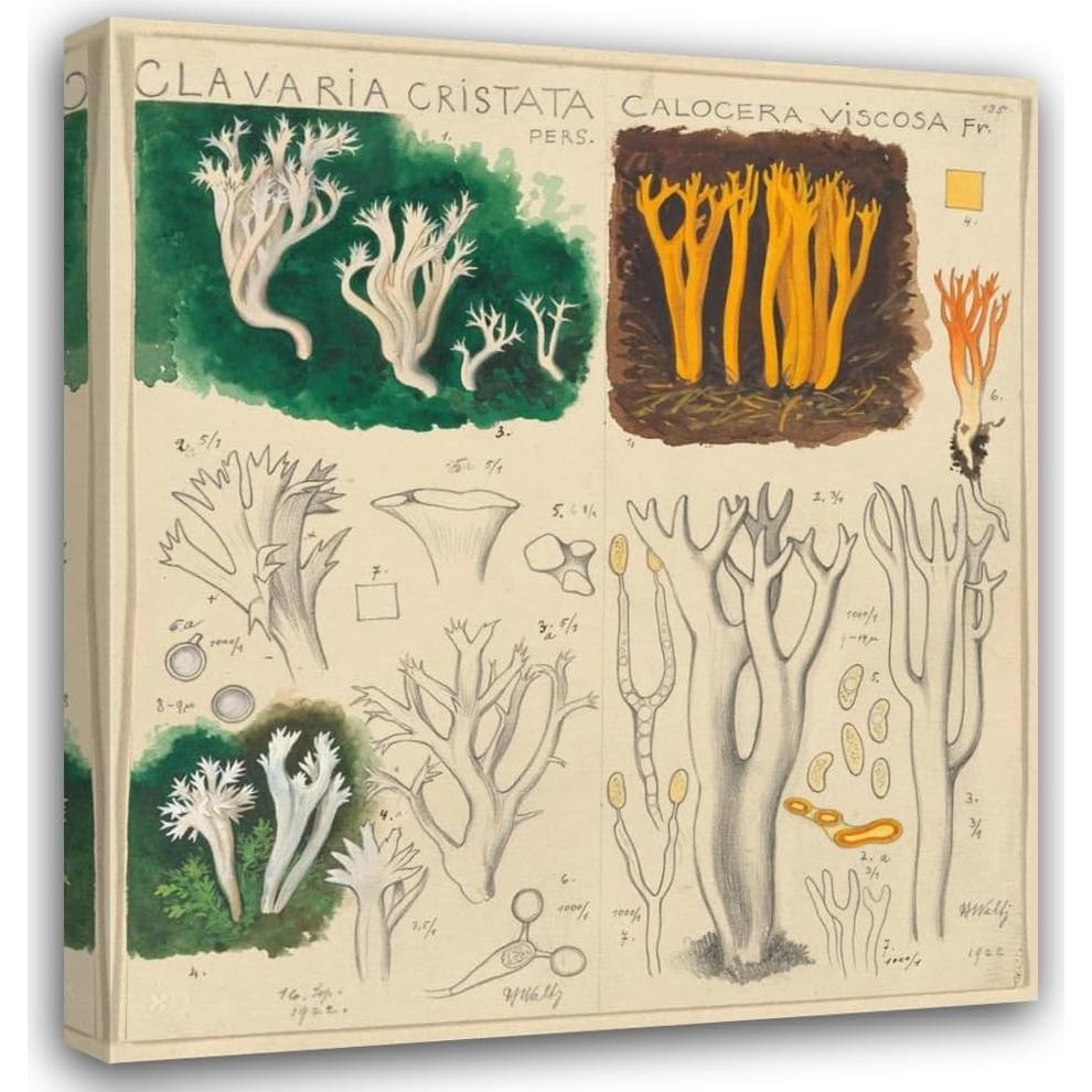 Impresión de Arte Enmarcada Hans Walty - Clavaria cristata