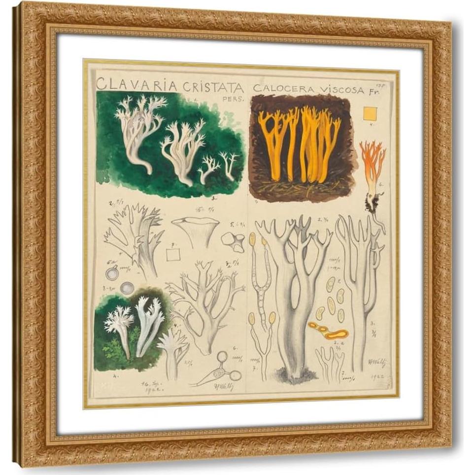 Impresión de Arte Enmarcada Hans Walty - Clavaria cristata