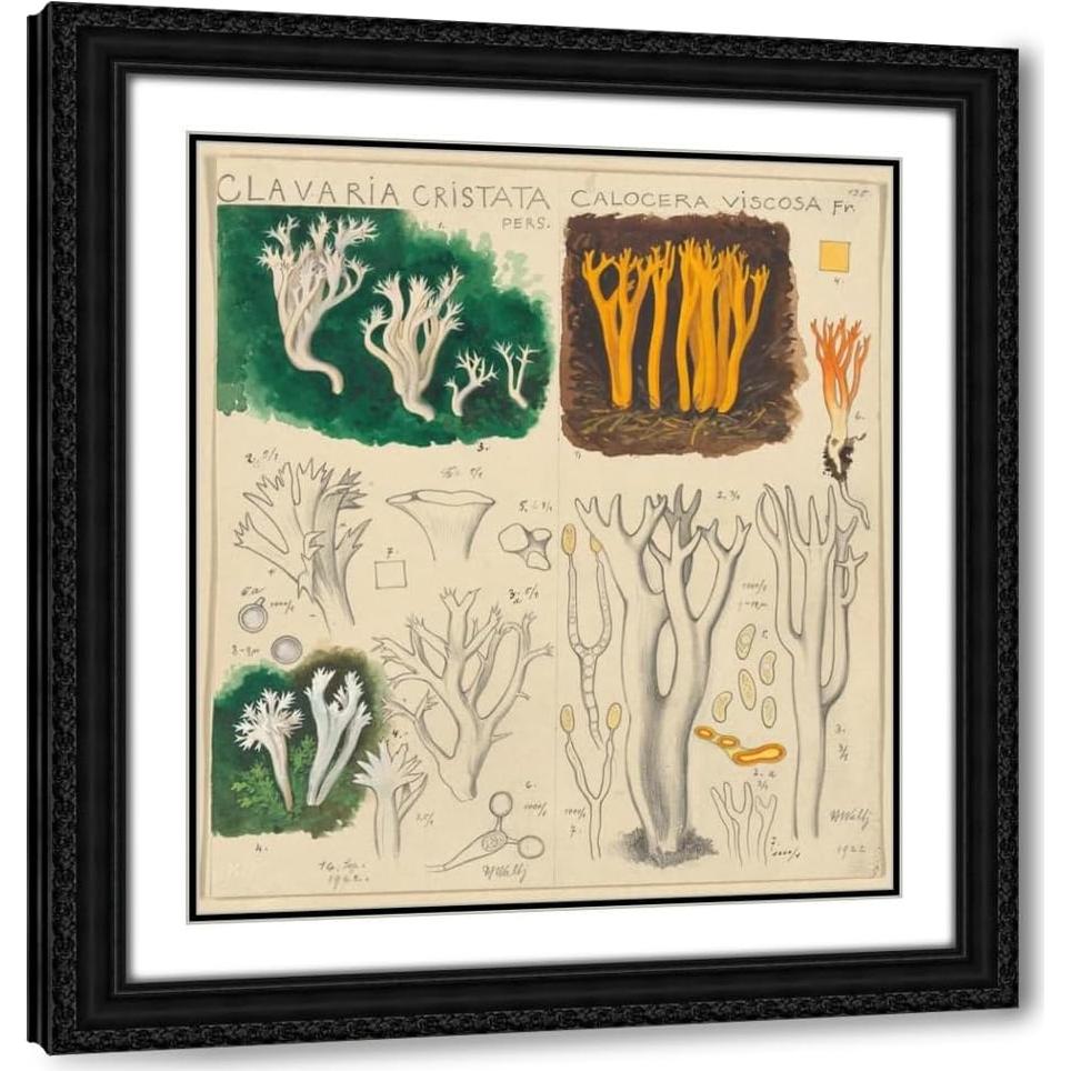Impresión de Arte Enmarcada Hans Walty - Clavaria cristata