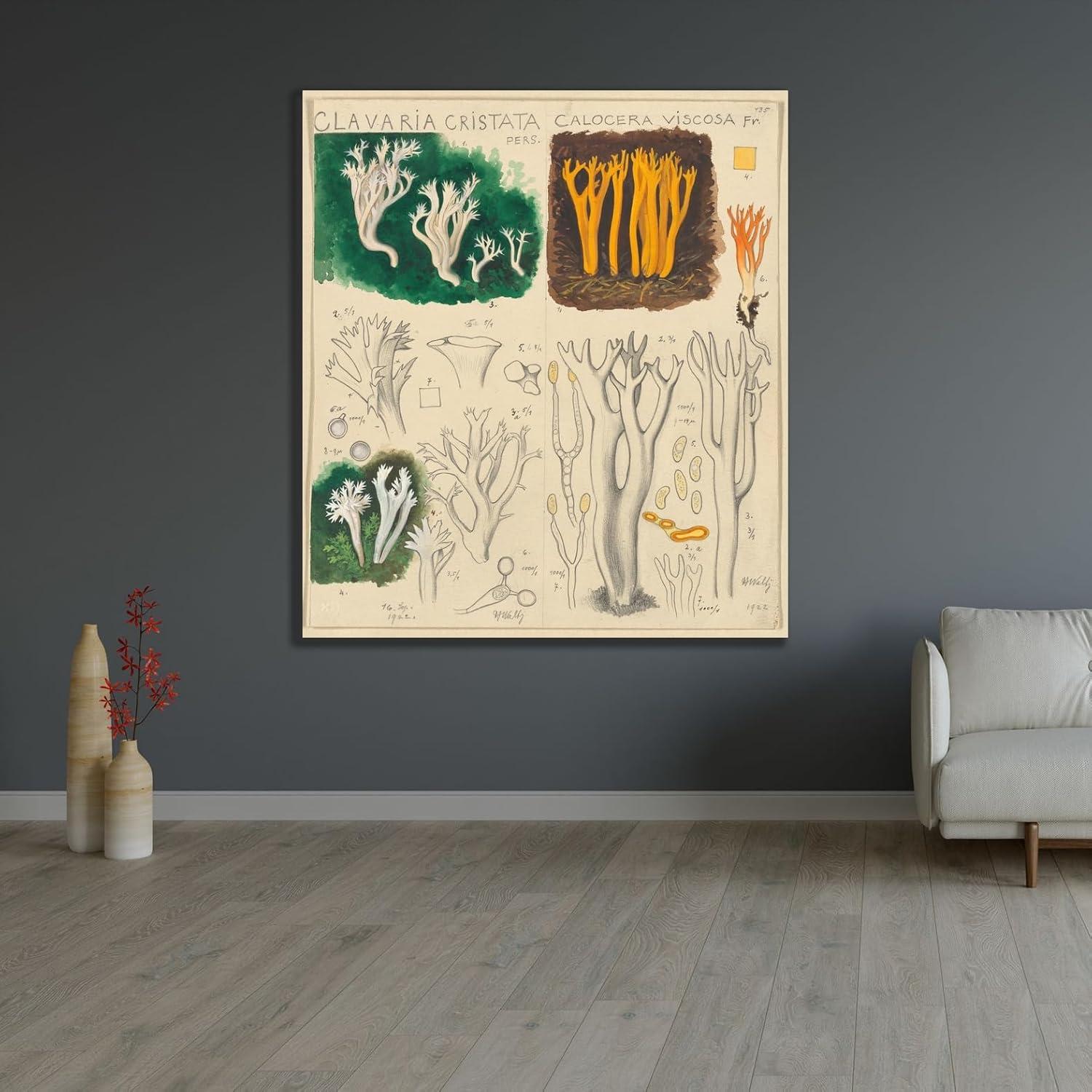 Impresión de Arte Enmarcada Hans Walty - Clavaria cristata