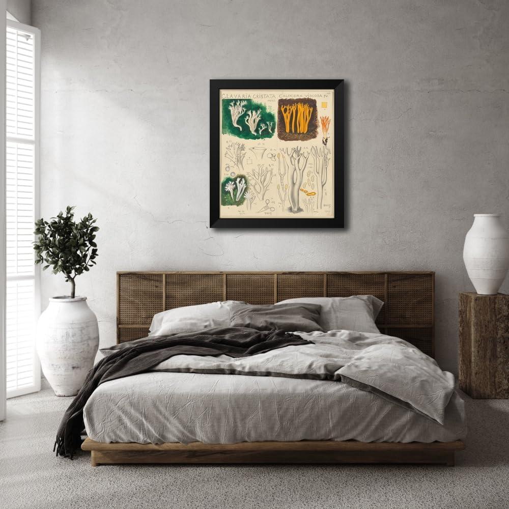 Impresión de Arte Enmarcada Hans Walty - Clavaria cristata