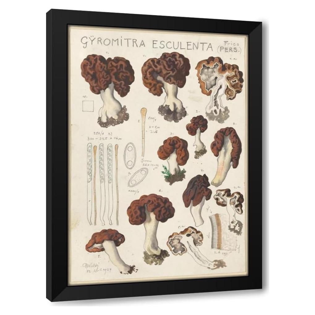 Impresión de Arte Enmarcada Hans Walty Gyromitra esculenta 35-104 cm