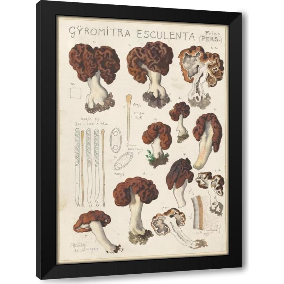 Impresión de Arte Enmarcada Hans Walty Gyromitra esculenta 35-104 cm