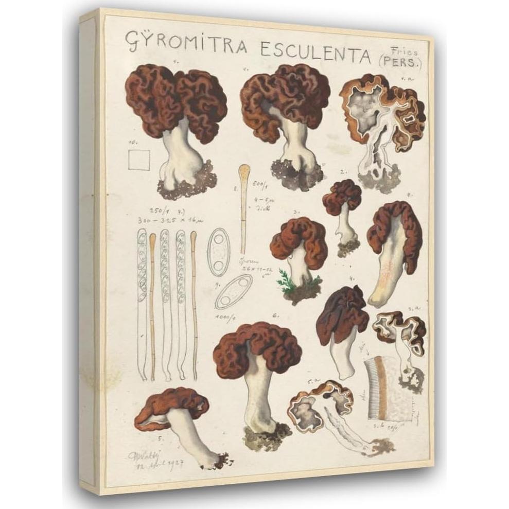 Impresión de Arte Enmarcada Hans Walty Gyromitra esculenta 35-104 cm