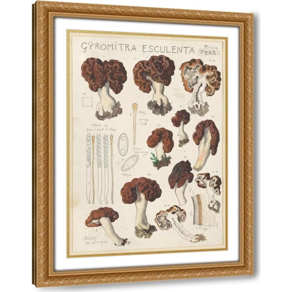 Impresión de Arte Enmarcada Hans Walty Gyromitra esculenta 35-104 cm