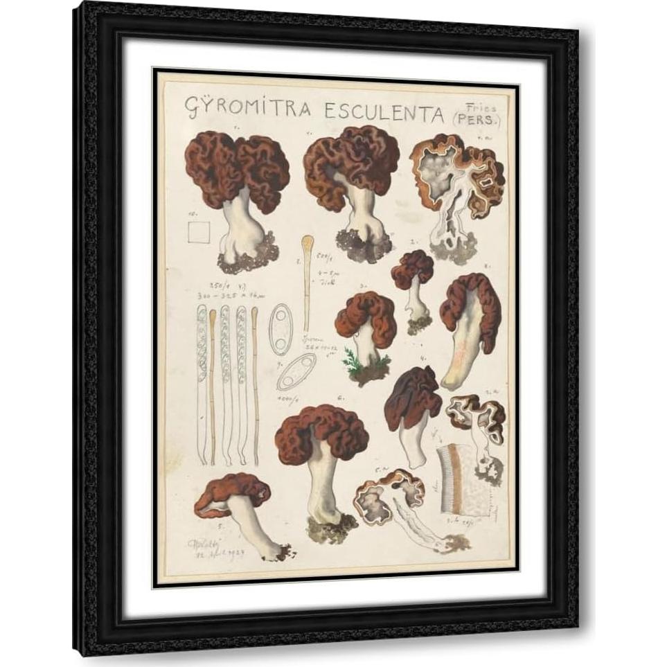 Impresión de Arte Enmarcada Hans Walty Gyromitra esculenta 35-104 cm