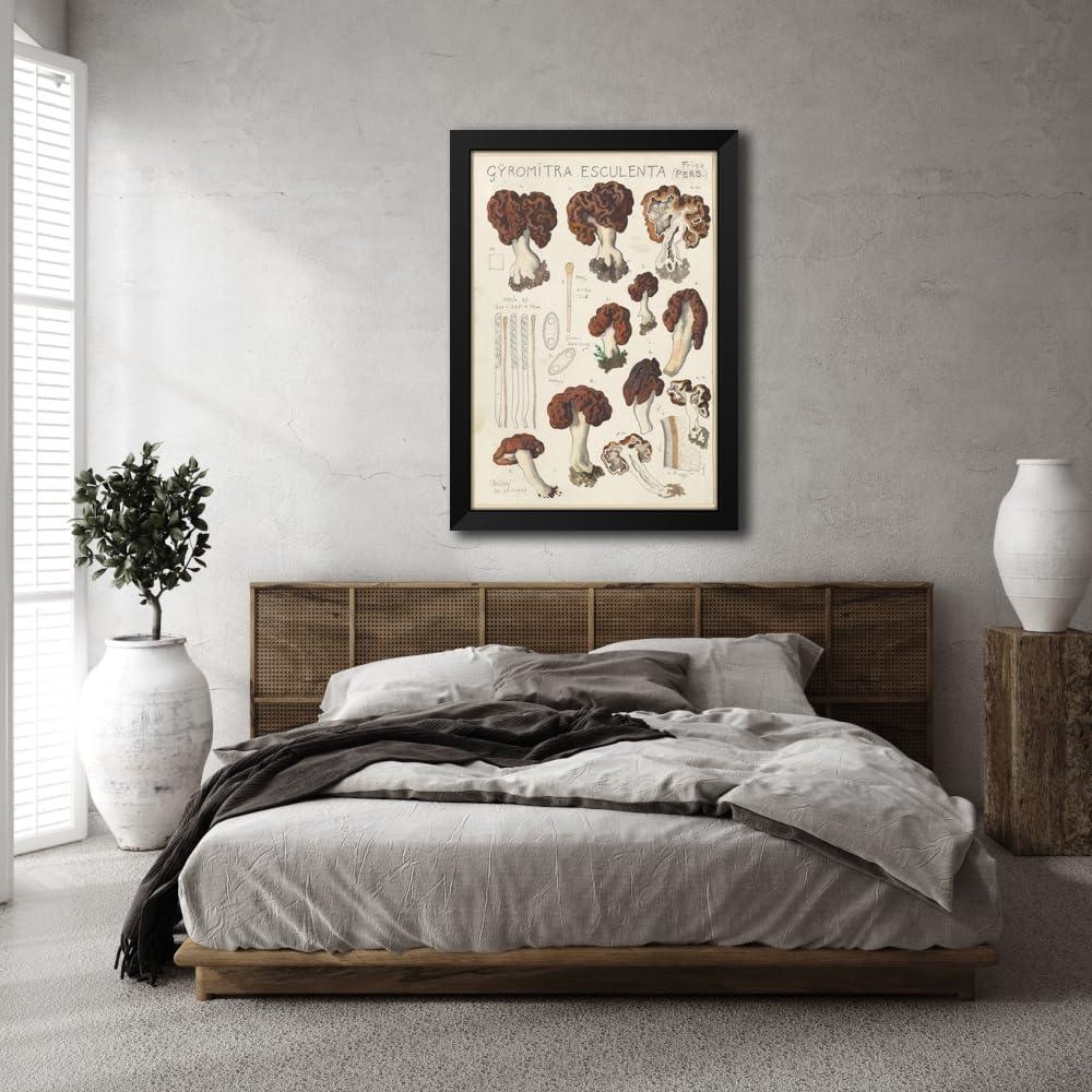 Impresión de Arte Enmarcada Hans Walty Gyromitra esculenta 35-104 cm