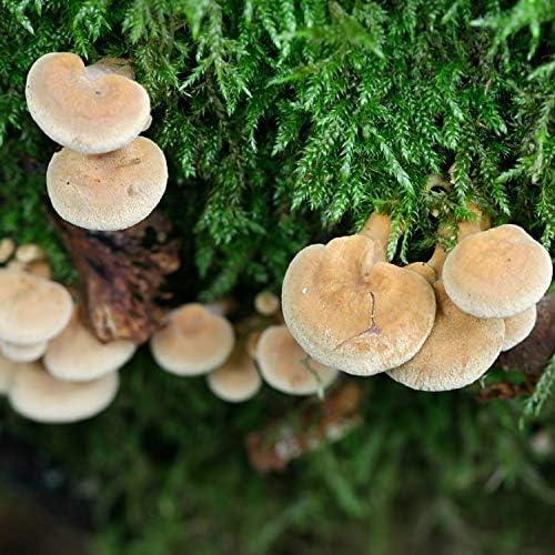 Cultivo Líquido de Hongos Gourmet Out-Grow 10cc Panellus