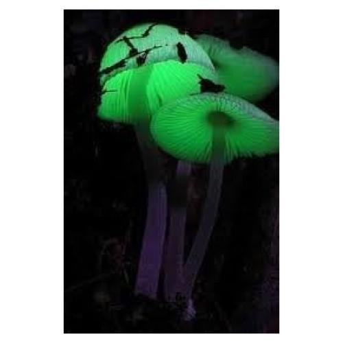 Plugs de Cultivo de Hongos Brillantes Forest Organics - 20 Piezas