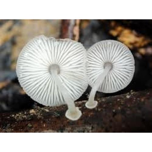 Plugs de Cultivo de Hongos Brillantes Forest Organics - 20 Piezas