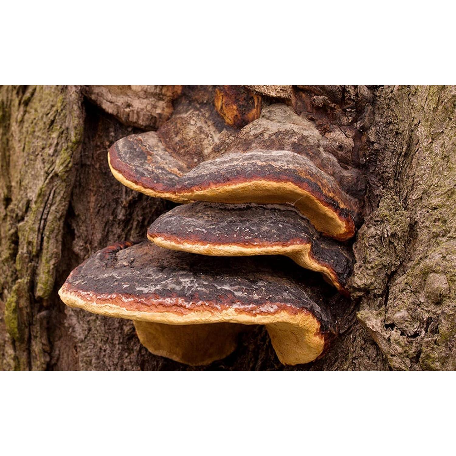 Hongo Phellinus linteus Orgánico 500g - 1000zga