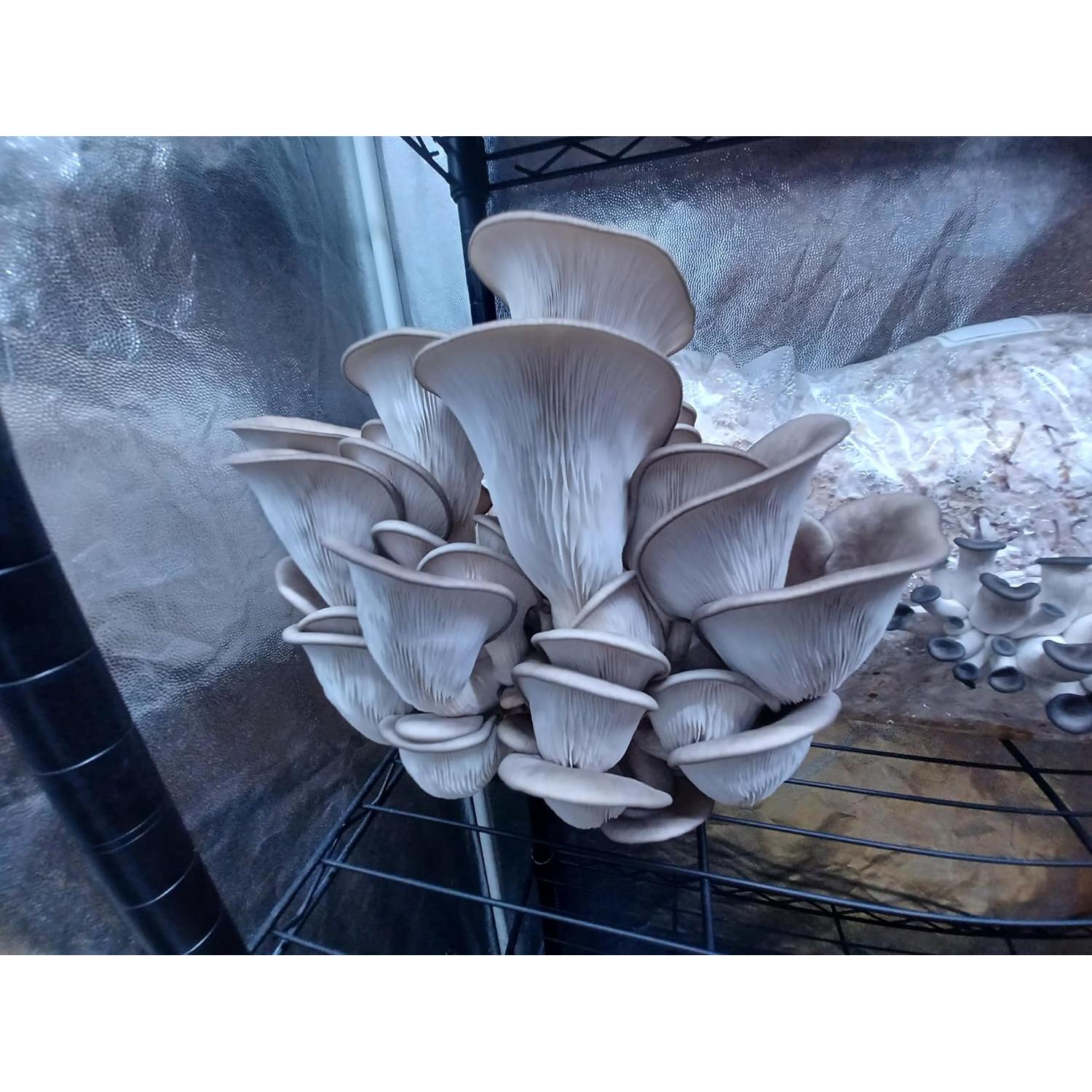 Jeringa de Cultura Líquida Hongo Ostra Azul Sporenity 10CC