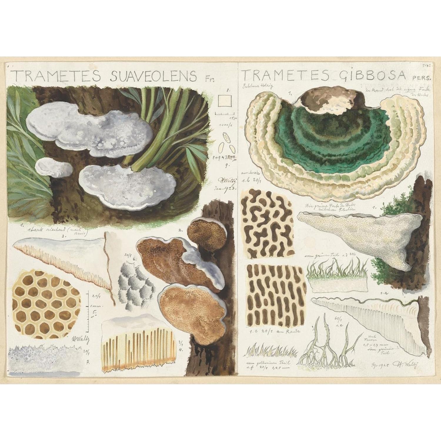 Póster artístico Trametes suaveolens Hans Walty 230 GSM