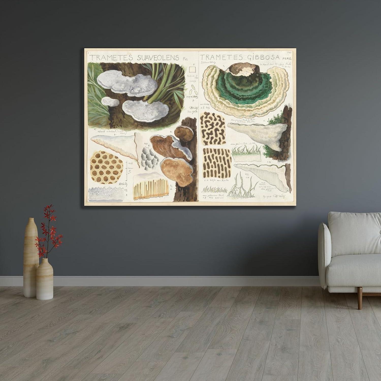 Póster artístico Trametes suaveolens Hans Walty 230 GSM