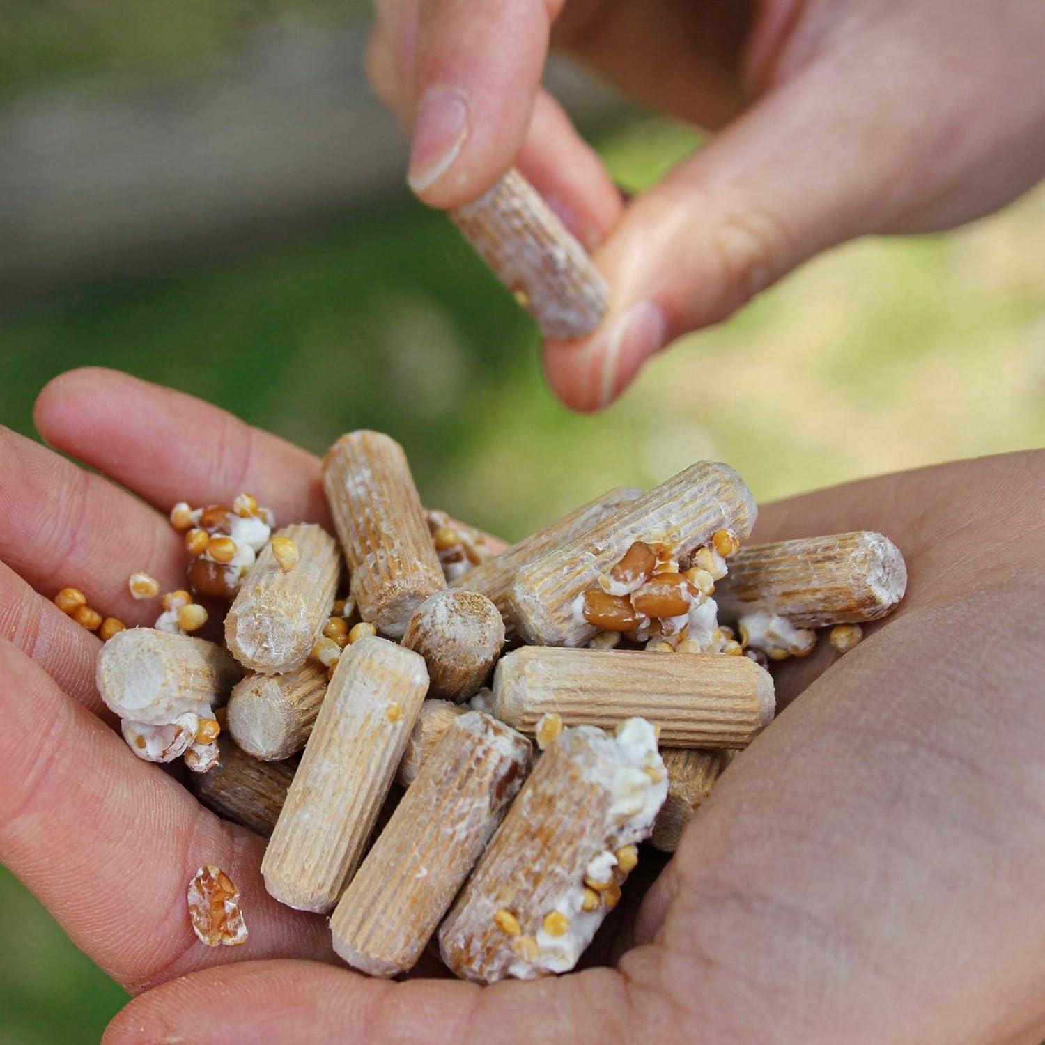 Kit de Cultivo de Champiñones Chicken of the Woods North Spore - 100 Tapones