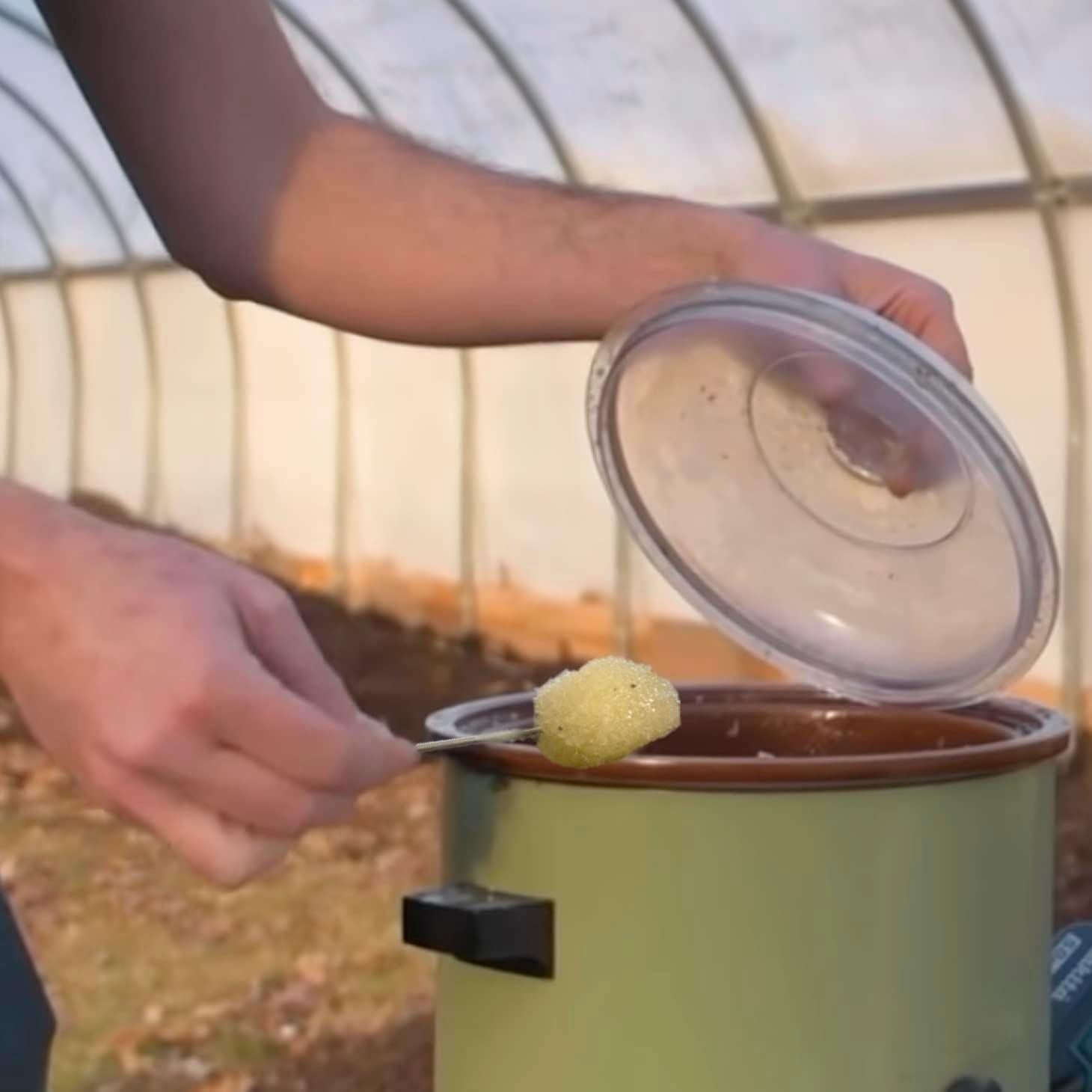 Kit de Cultivo de Champiñones Chicken of the Woods North Spore - 100 Tapones