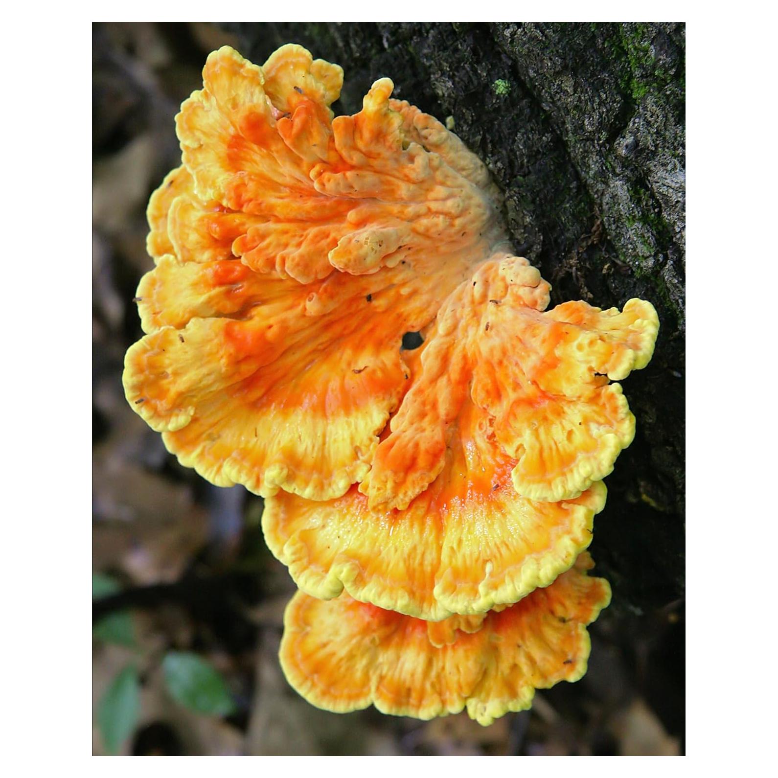 Set de Cultivo Líquido de Champiñones Pollo de los Bosques 10ml