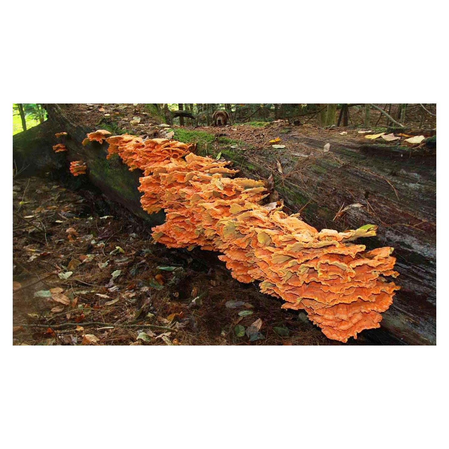 100 Plug Spawn Hongos Pollo de los Bosques Liquid Fungi