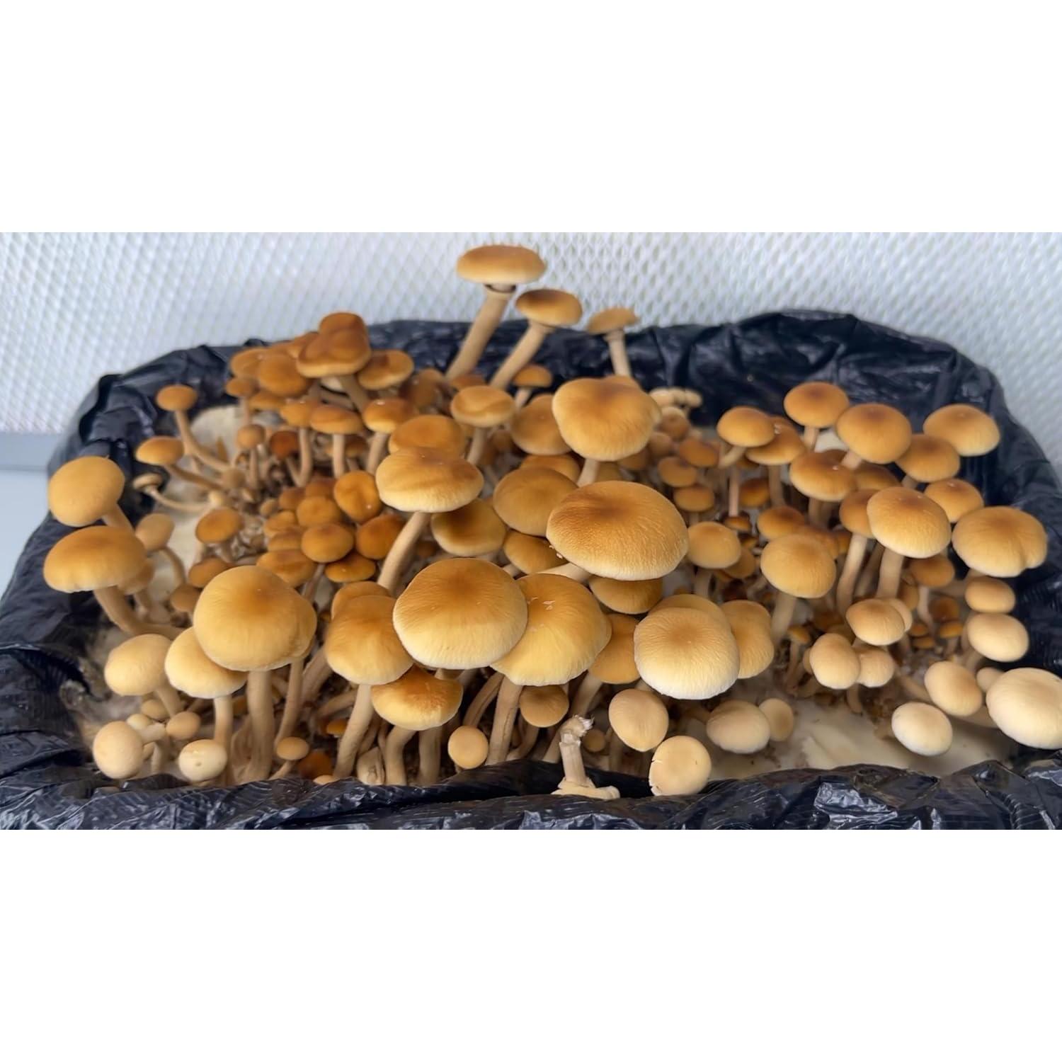 Champiñón Álamo Negro Agrocybe aegerita Cultivo Líquido 12 ml