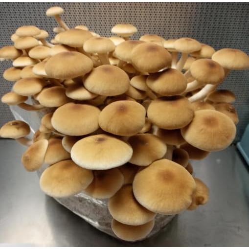 Jeringa de Cultura Líquida Champiñón Pioppino Sporenity 10CC