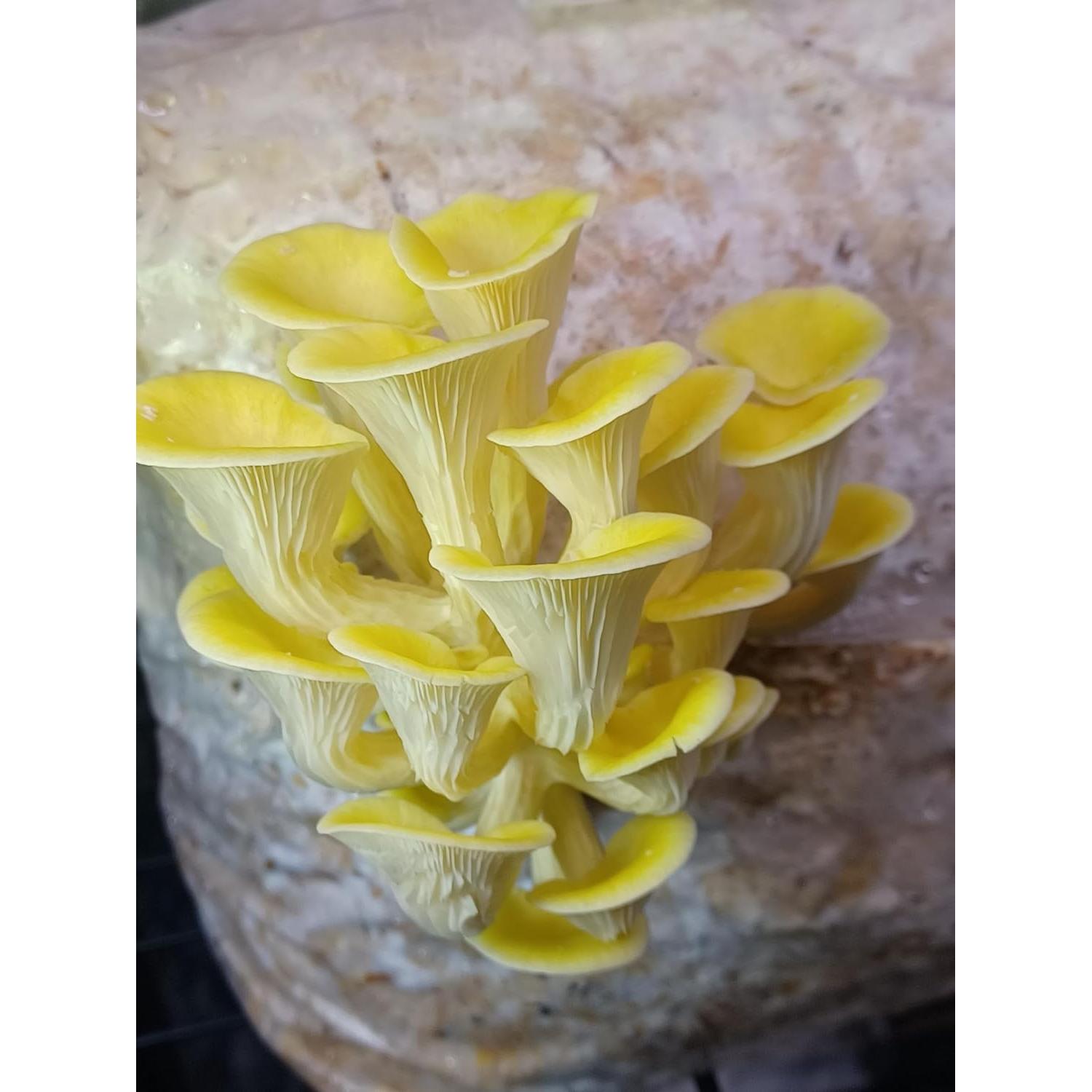 Jeringa de Cultura Líquida Ostra Dorada Sporenity 10CC