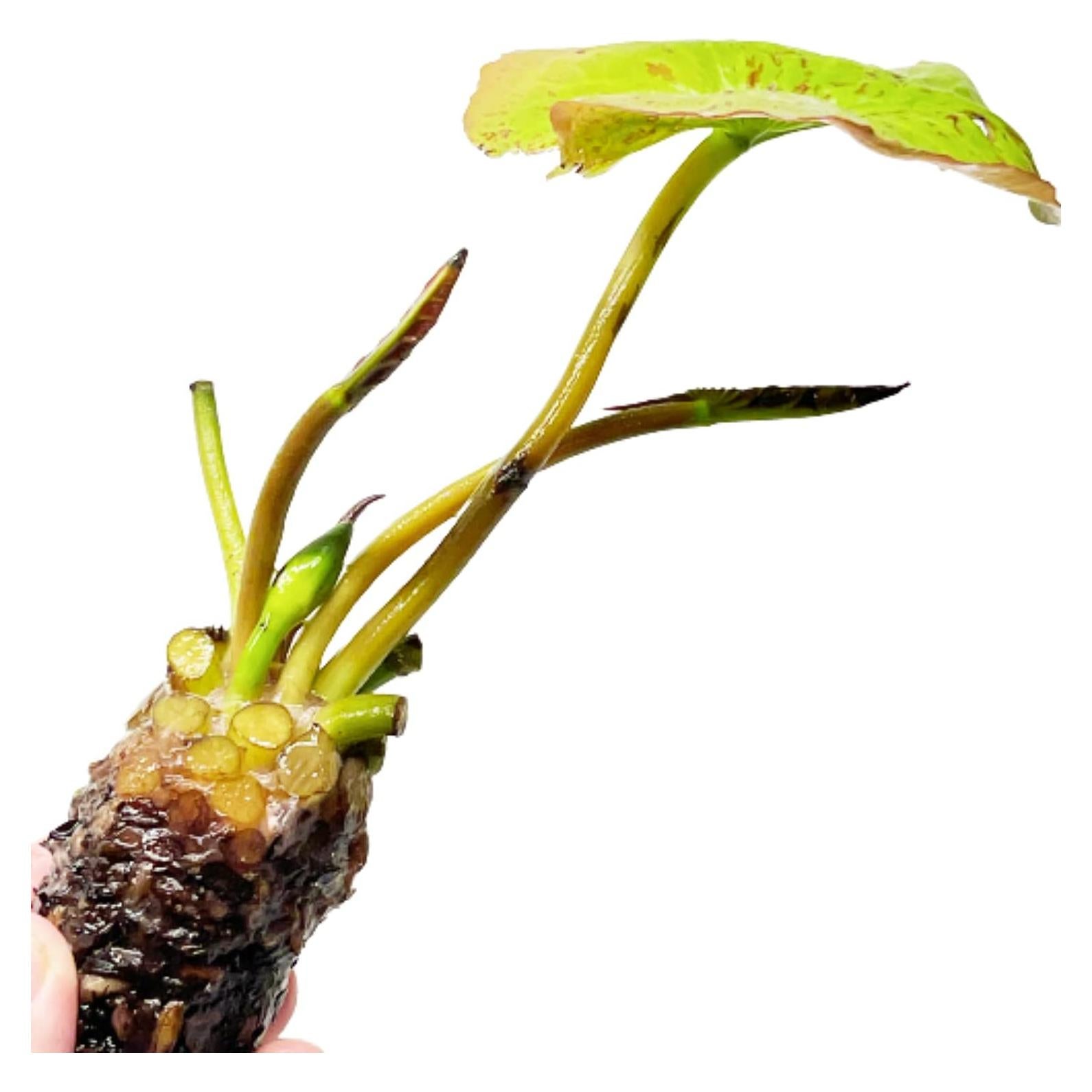 Planta Acuática Mainam Nymphaea Geena 1 Tubérculo Azul