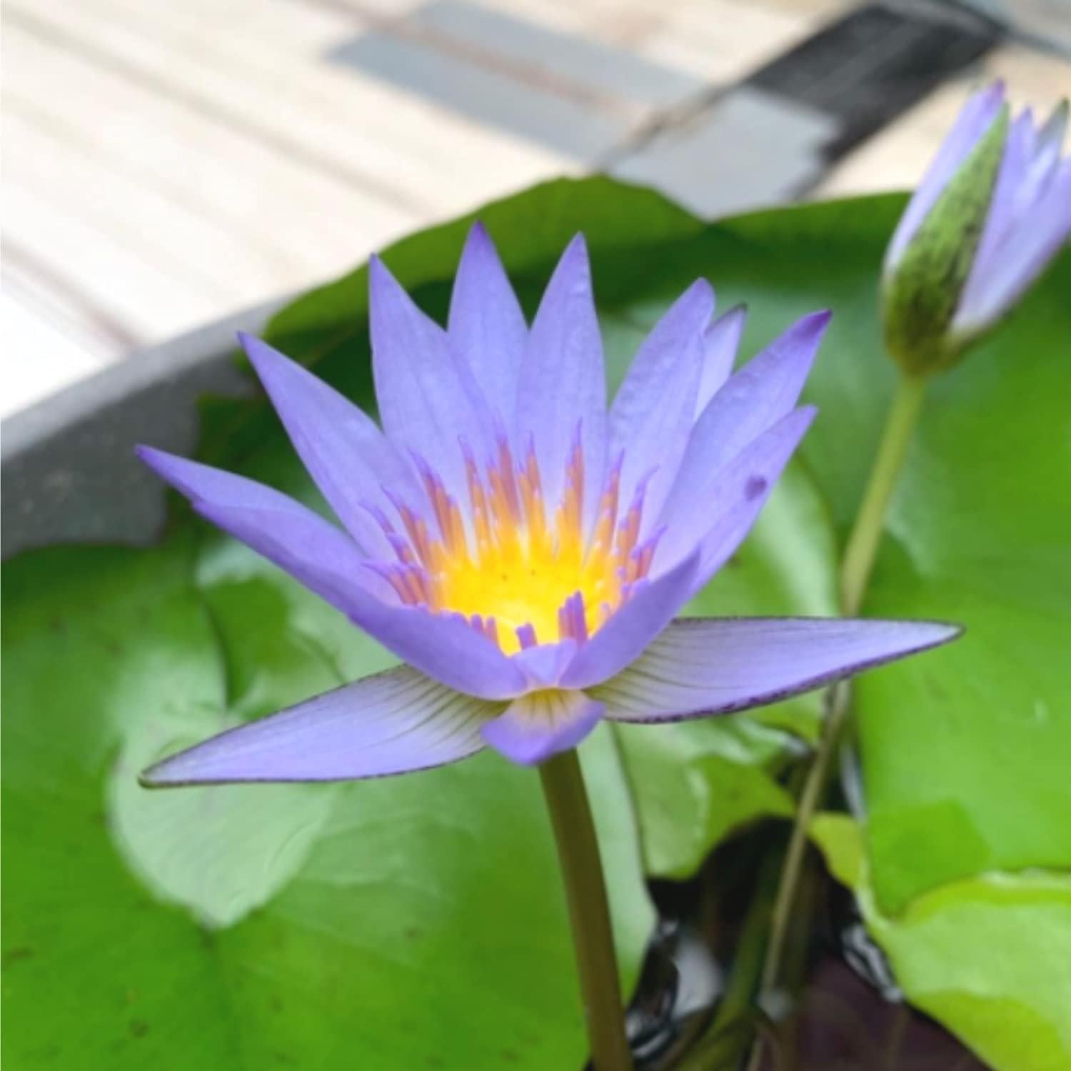 Planta Acuática Mainam Nymphaea Geena 1 Tubérculo Azul