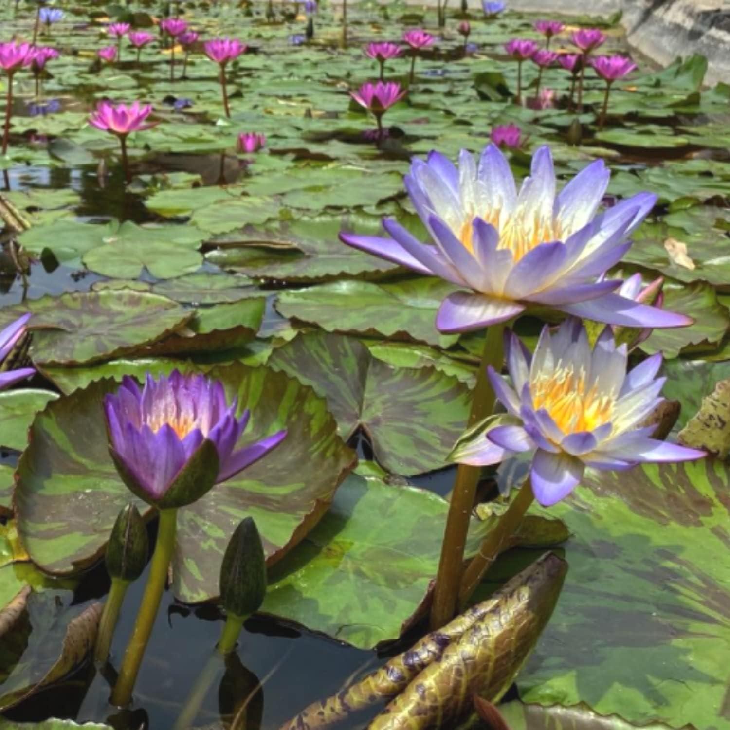 Planta Acuática Mainam Nymphaea Geena 1 Tubérculo Azul