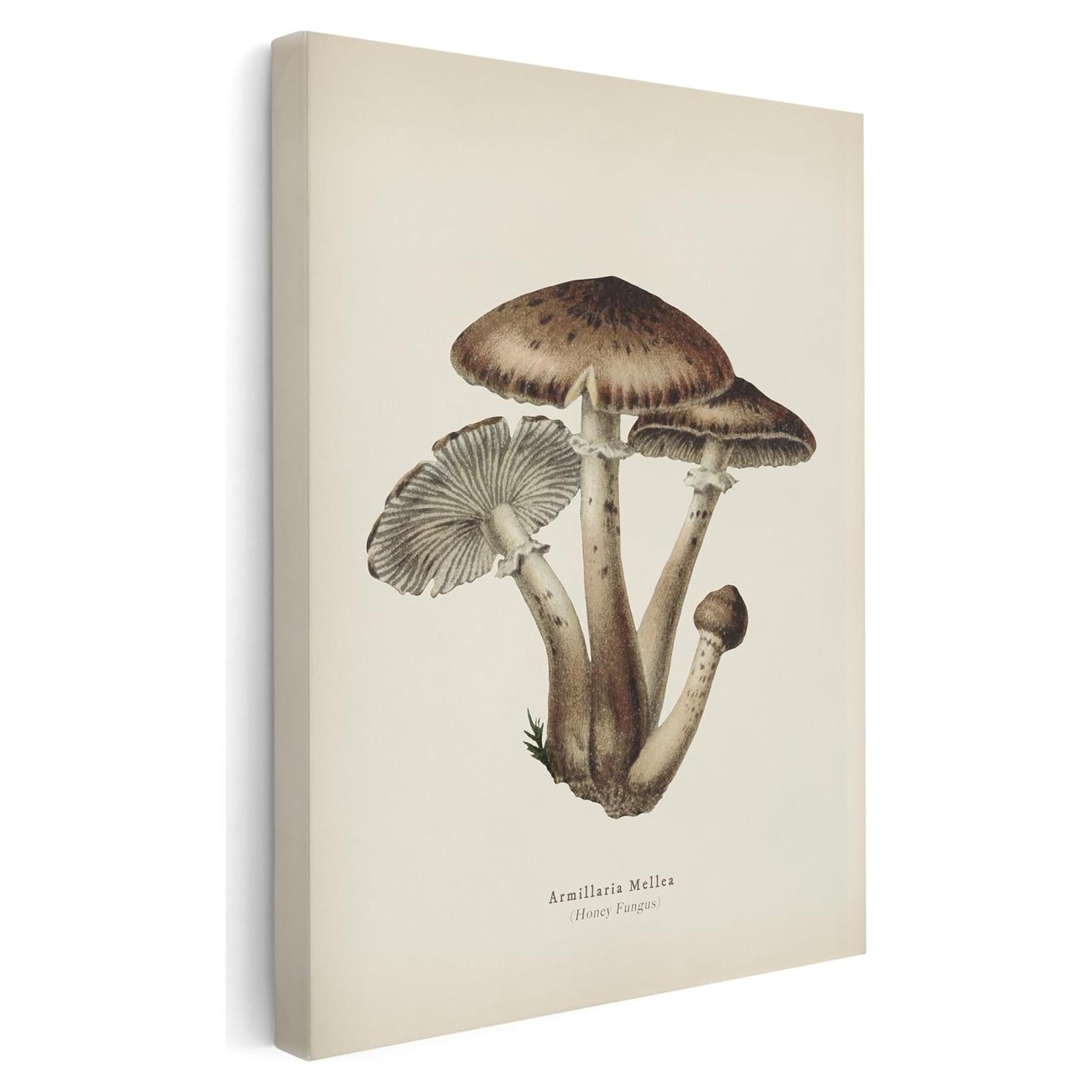 Póster Lienzo Hongo Miel Maestro Armillaria Mellea 20x25 cm