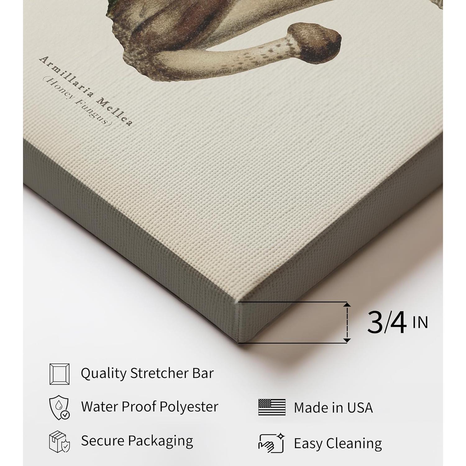 Póster Lienzo Hongo Miel Maestro Armillaria Mellea 20x25 cm