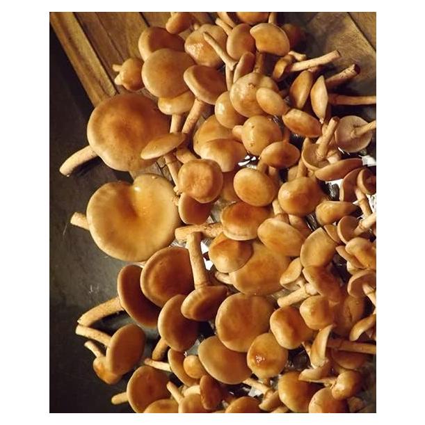 Cultivo Líquido de Hongos Nameko 10cc - The Spore Depot