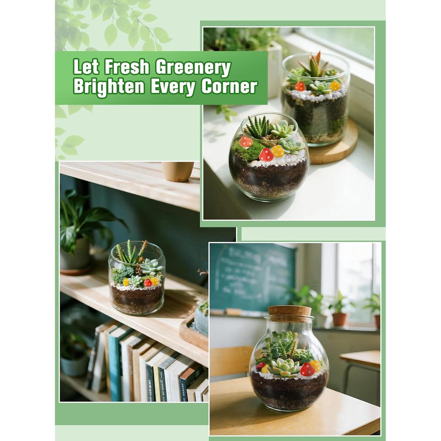 Kit de Terrario DIY Alphatool - Materiales para Suculentas y Cactus