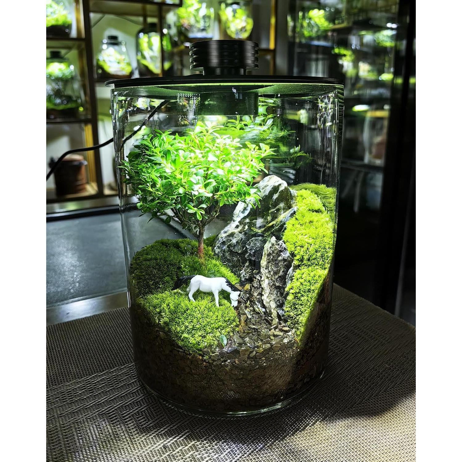 Terrario de vidrio DPROOTS con luz LED para suculentas y acuarios