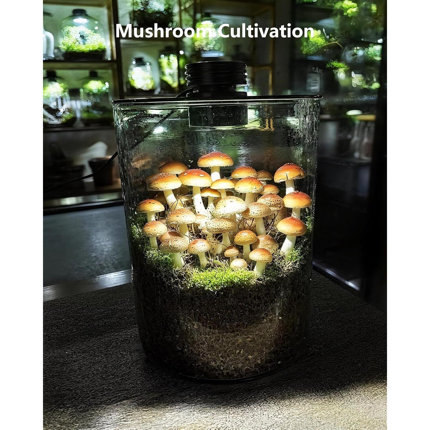 Terrario de vidrio DPROOTS con luz LED para suculentas y acuarios