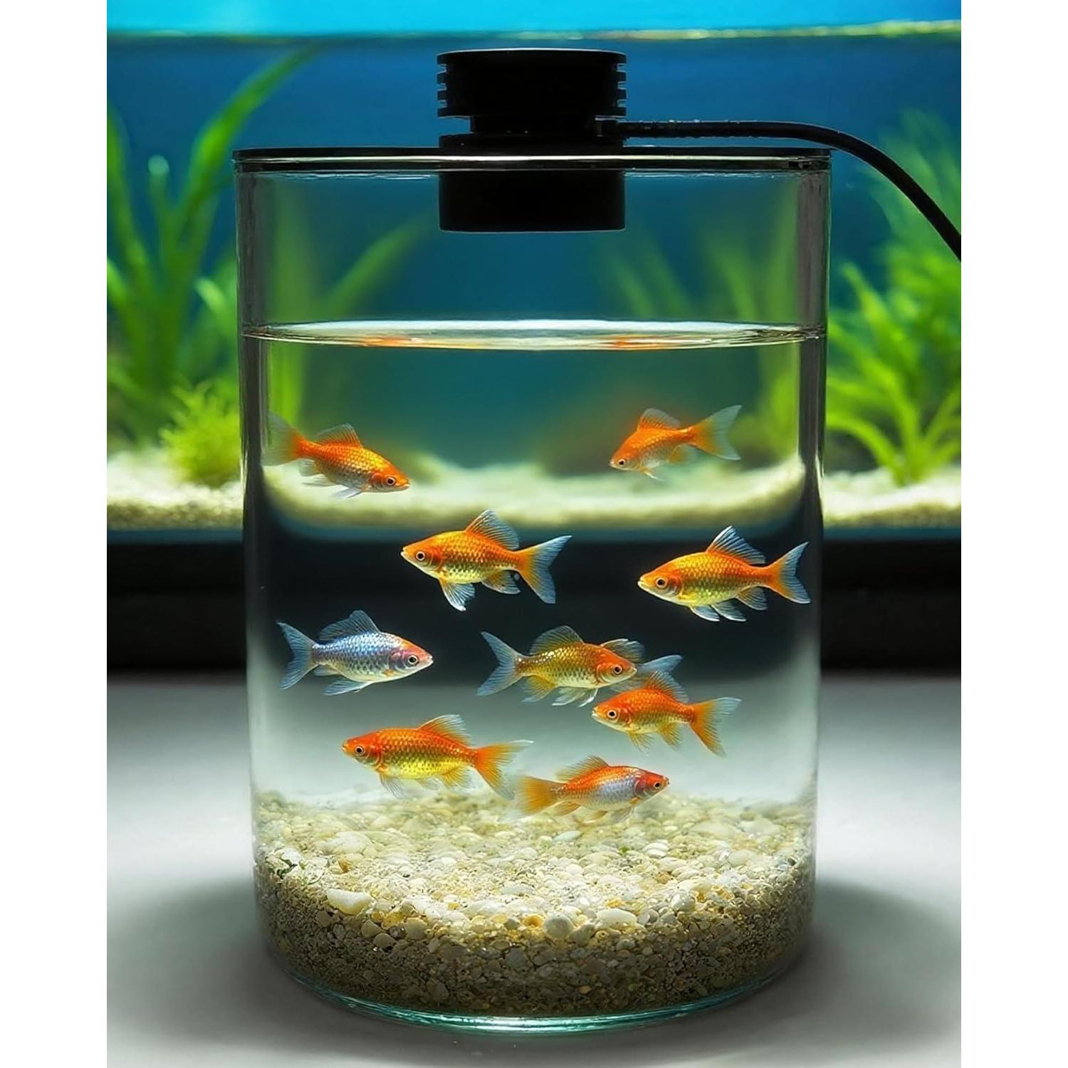 Terrario de vidrio DPROOTS con luz LED para suculentas y acuarios