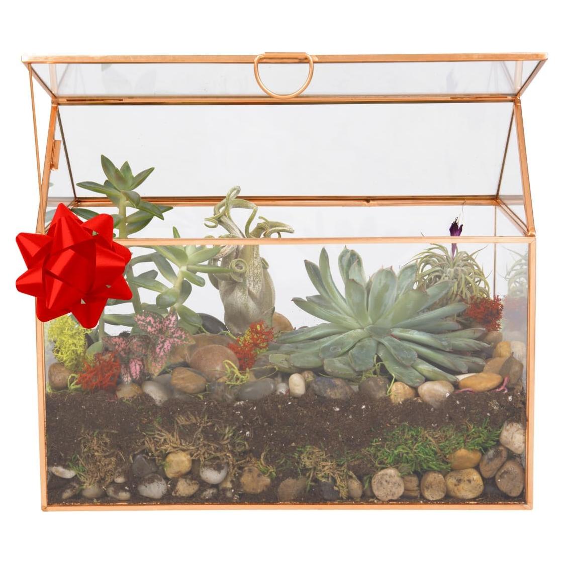 Terrario de Vidrio D'Eco Casa 25.4x15.2x20.3 cm - Decoración Hogar