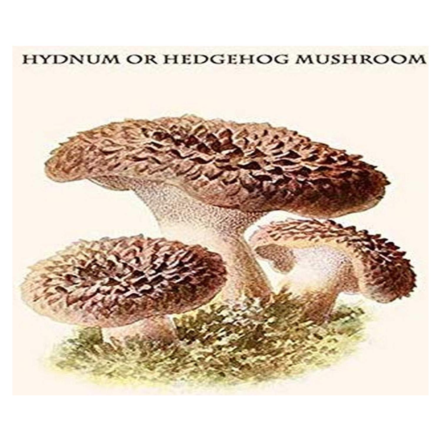 Impresión Hongo Erizo Hydnum Repandum 45.72x60.96cm