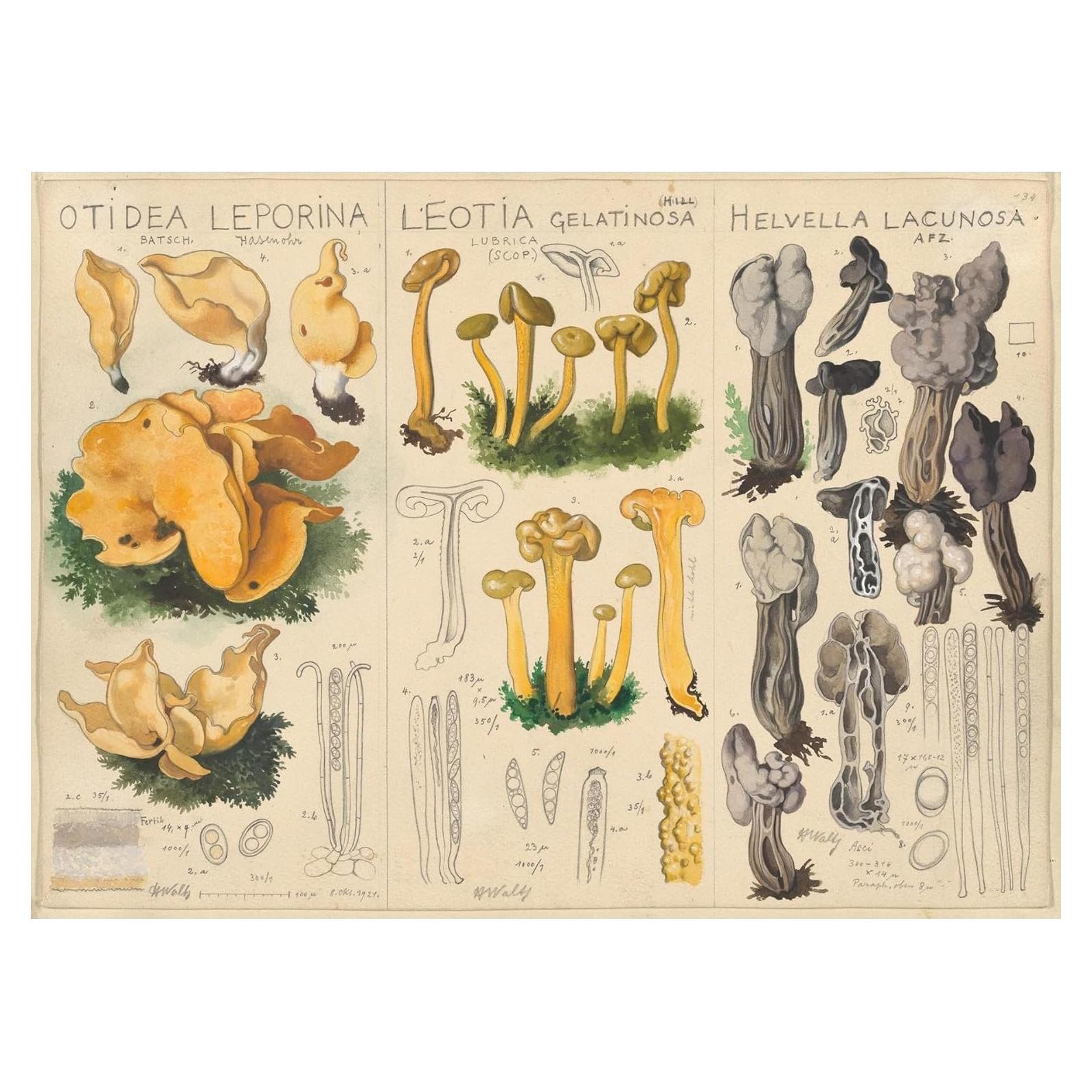 Póster de Arte Giclee Hans Walty - Otidea leporina, 60x44 cm