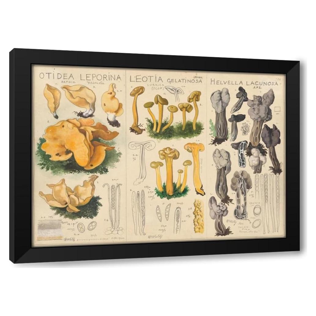 Impresión de Arte Enmarcada Hans Walty - Otidea leporina