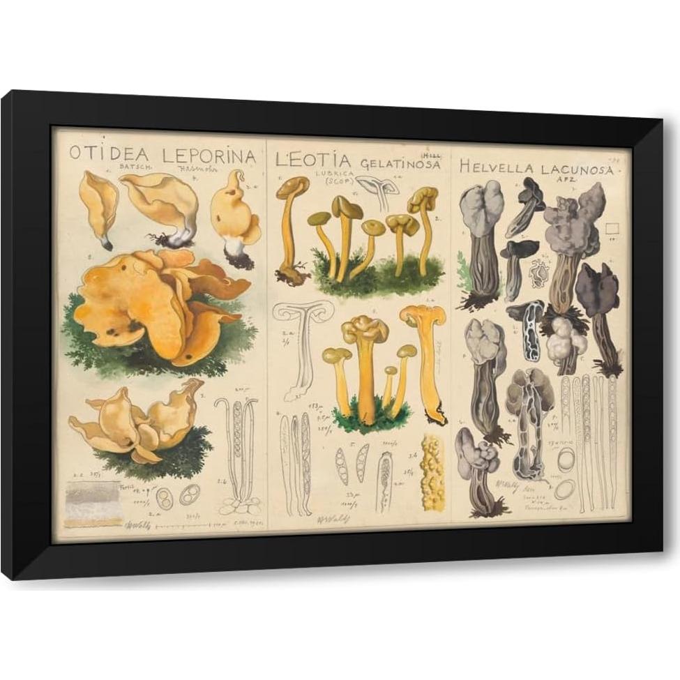 Impresión de Arte Enmarcada Hans Walty - Otidea leporina