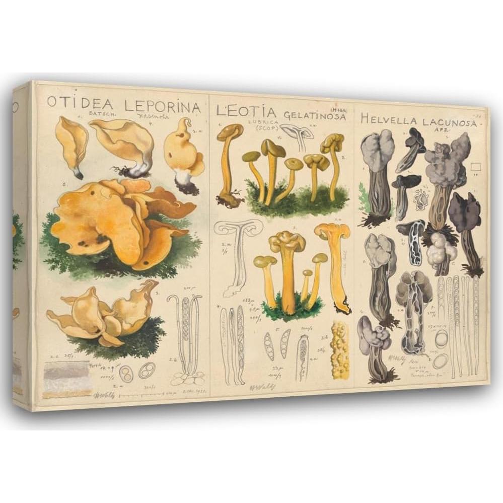 Impresión de Arte Enmarcada Hans Walty - Otidea leporina