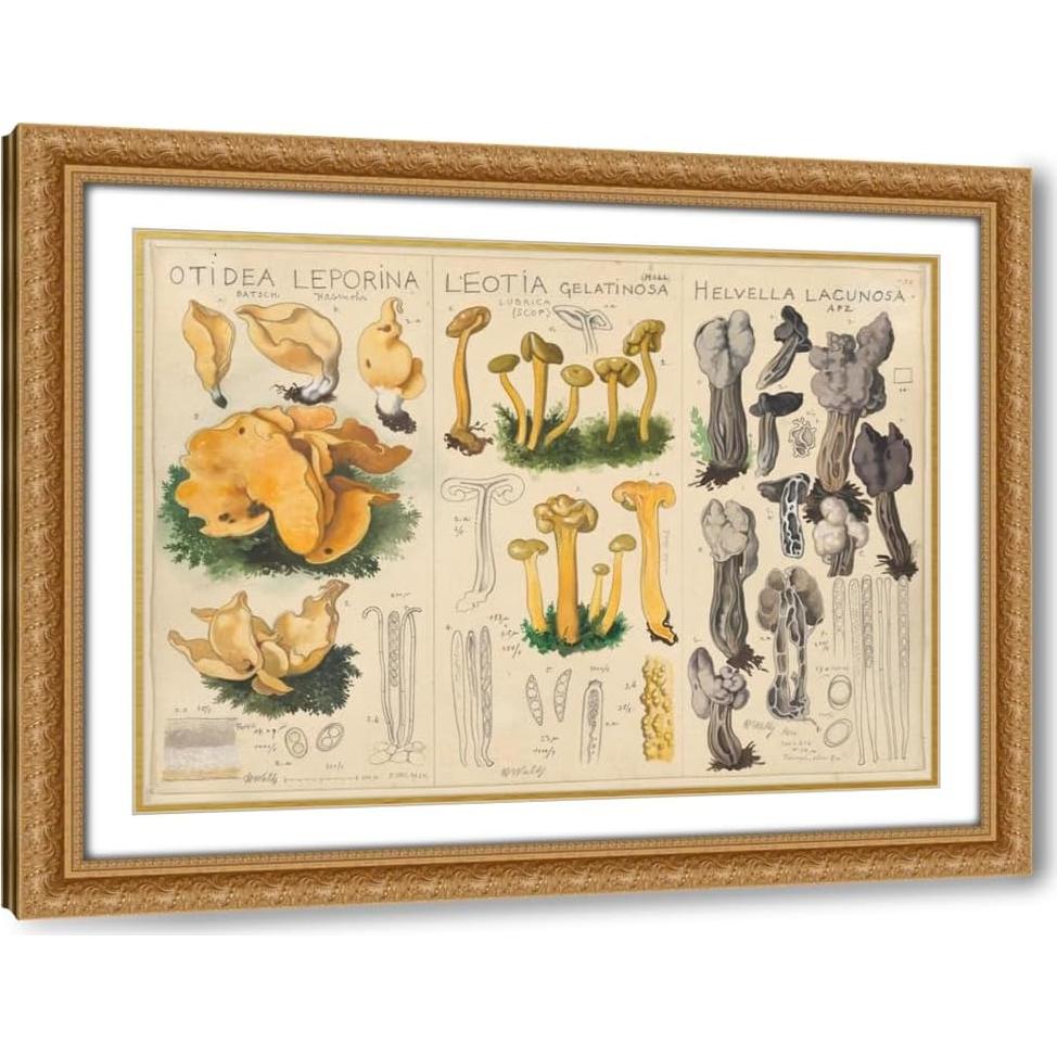 Impresión de Arte Enmarcada Hans Walty - Otidea leporina