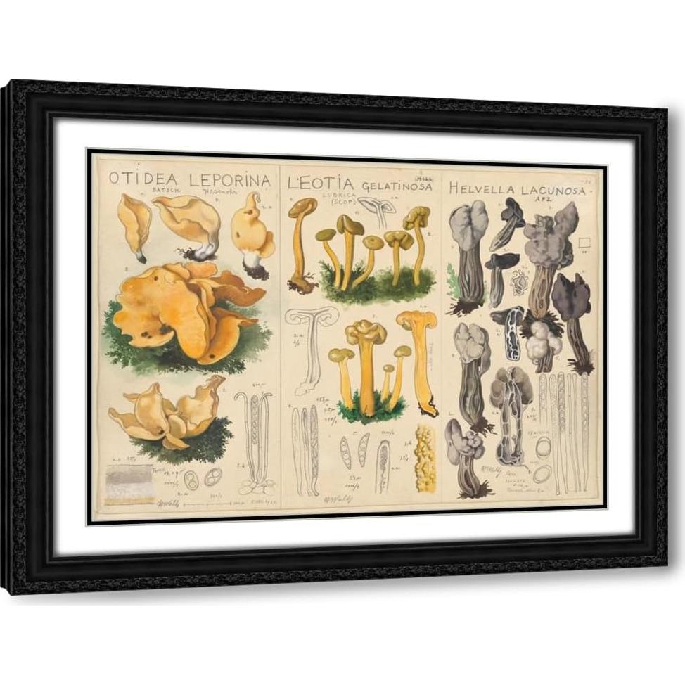 Impresión de Arte Enmarcada Hans Walty - Otidea leporina