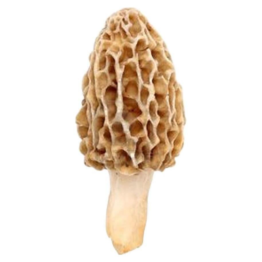 Esporas de Champiñones Morel Red Supply 40g - Kit de Cultivo