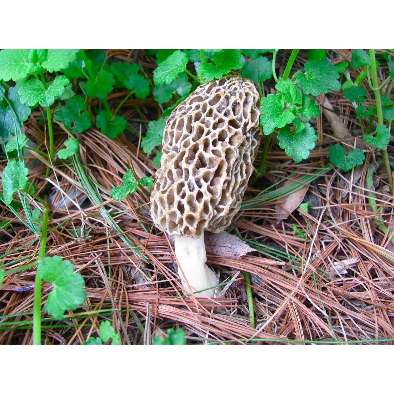 Esporas de Champiñones Morel Red Supply 40g - Kit de Cultivo