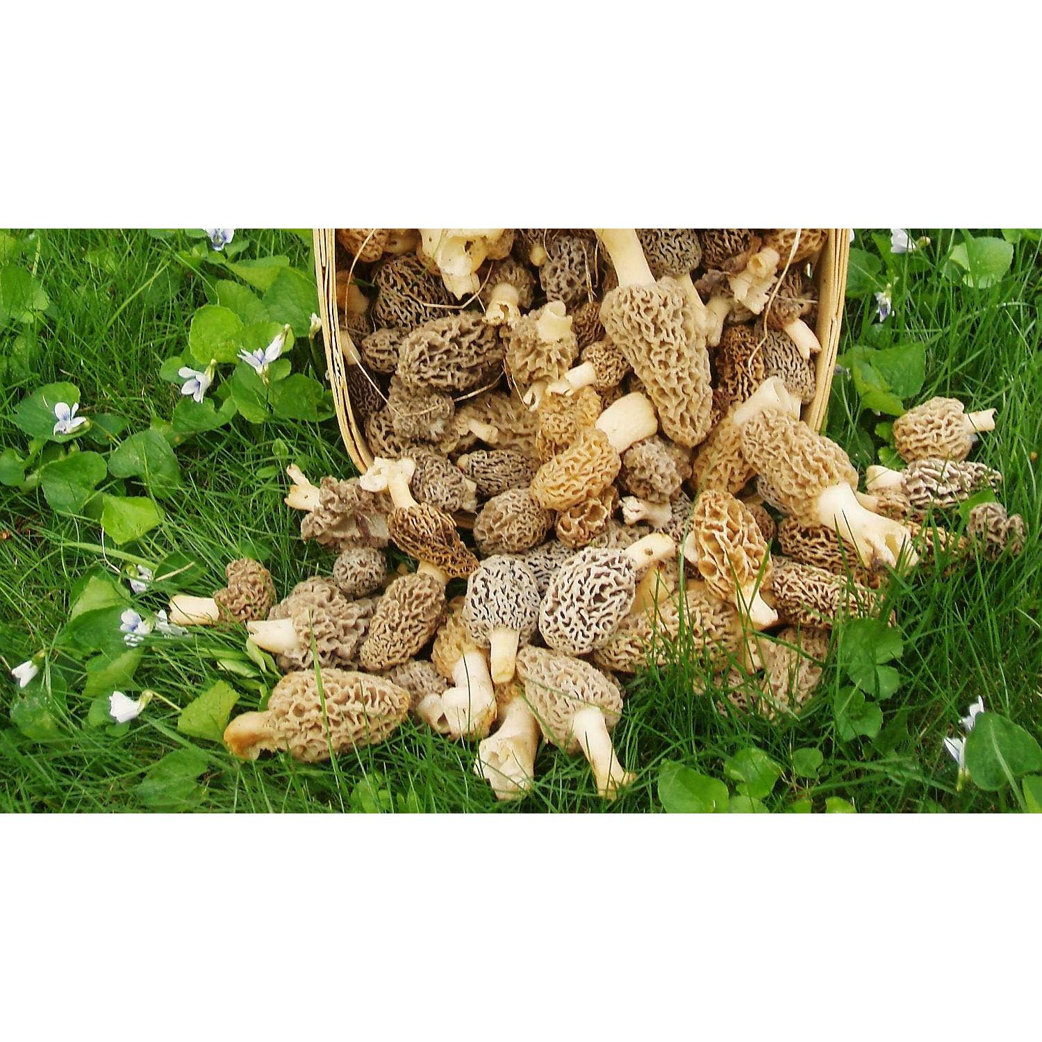 Esporas de Champiñones Morel Red Supply 40g - Kit de Cultivo