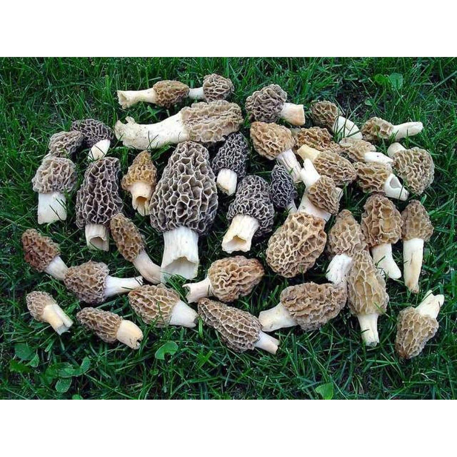 Esporas de Champiñones Morel Red Supply 40g - Kit de Cultivo