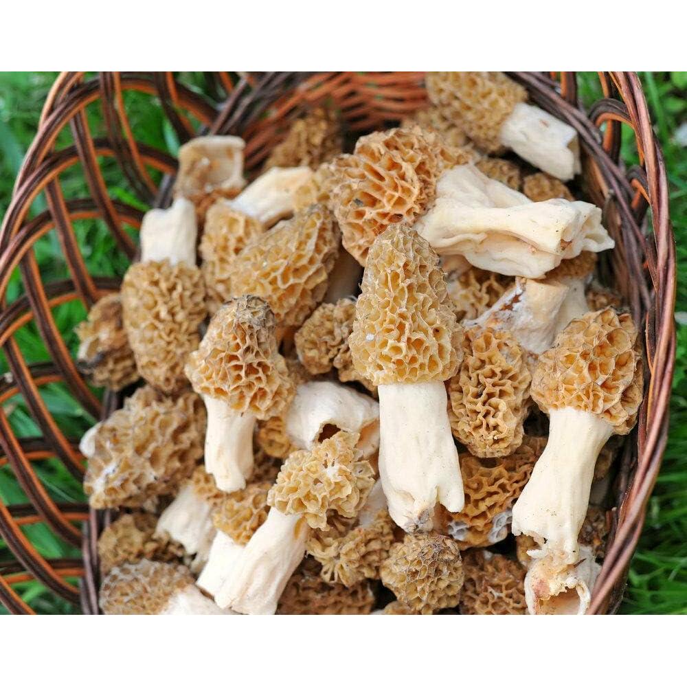 Esporas de Champiñones Morel Red Supply 40g - Kit de Cultivo