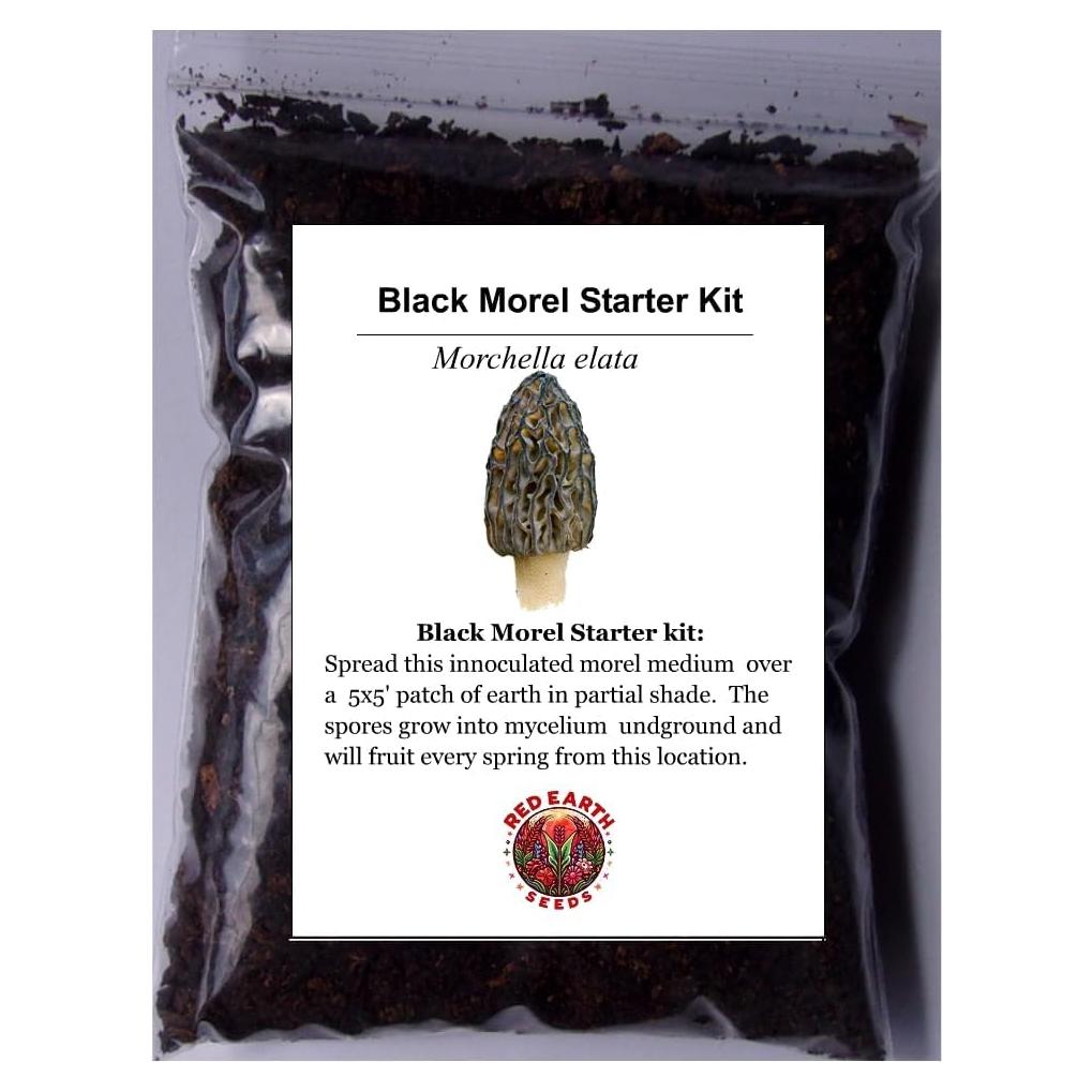 Kit de Inicio Morel Negro Morchella elata 56g - Cultiva Champiñones