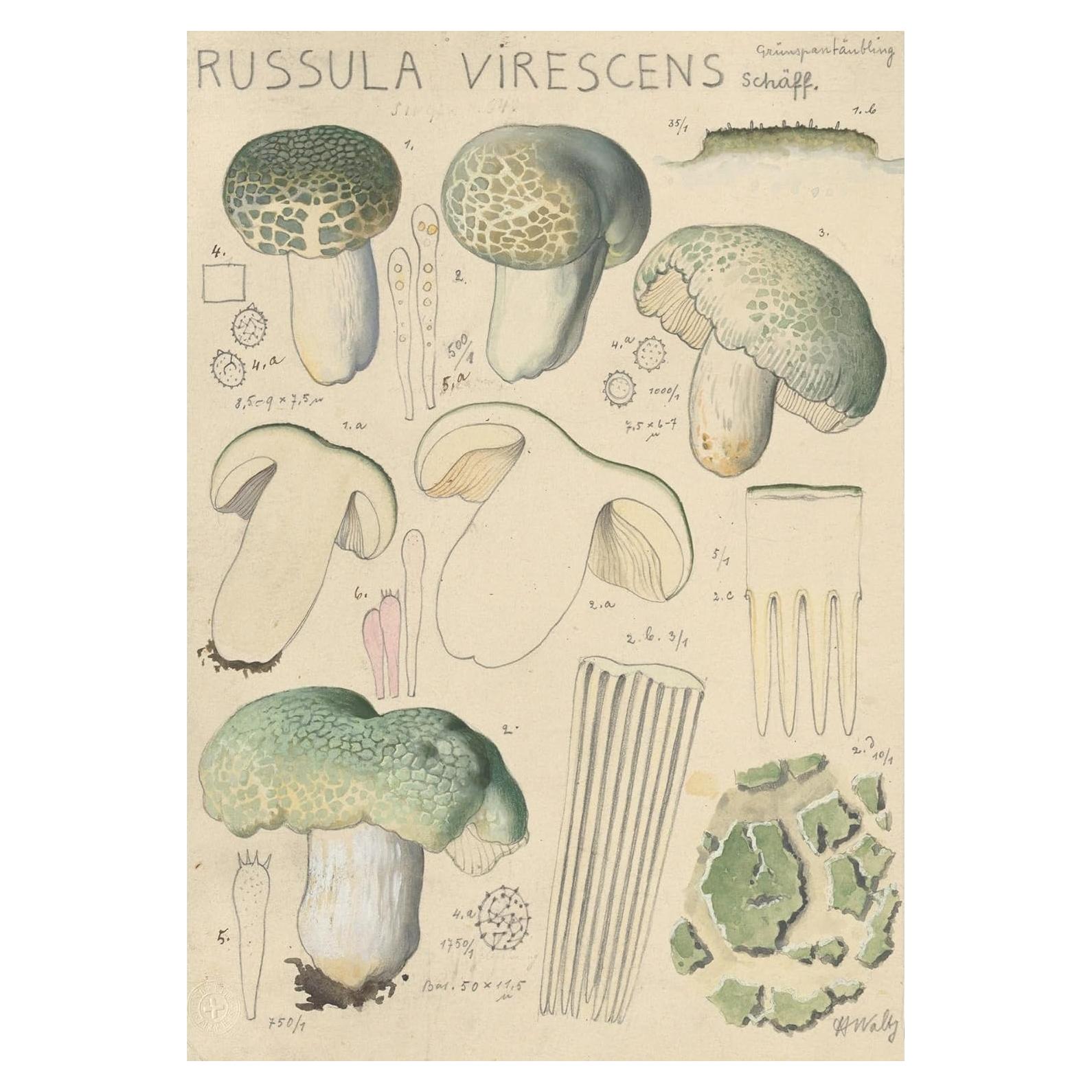 Póster de Arte Giclee Hans Walty Russula virescens 230 GSM